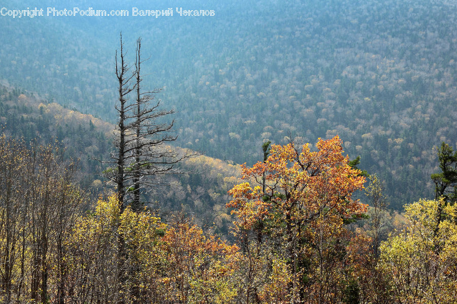 Conifer, Larch, Tree, Wood, Fir, Plant, Field