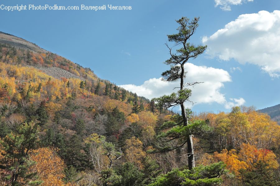 Conifer, Fir, Plant, Tree, Outdoors, Wilderness, Bush