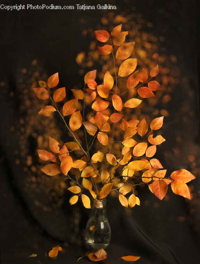 People, Person, Human, Blossom, Flora, Flower, Petal