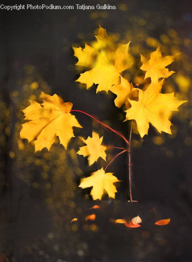 Maple, Maple Leaf, Plant, Oak, Tree, Wood, Flora