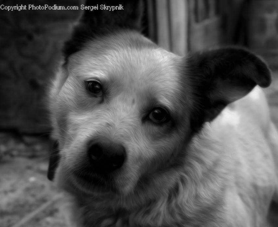 Animal, Canine, Dog, Mammal, Pet, Terrier
