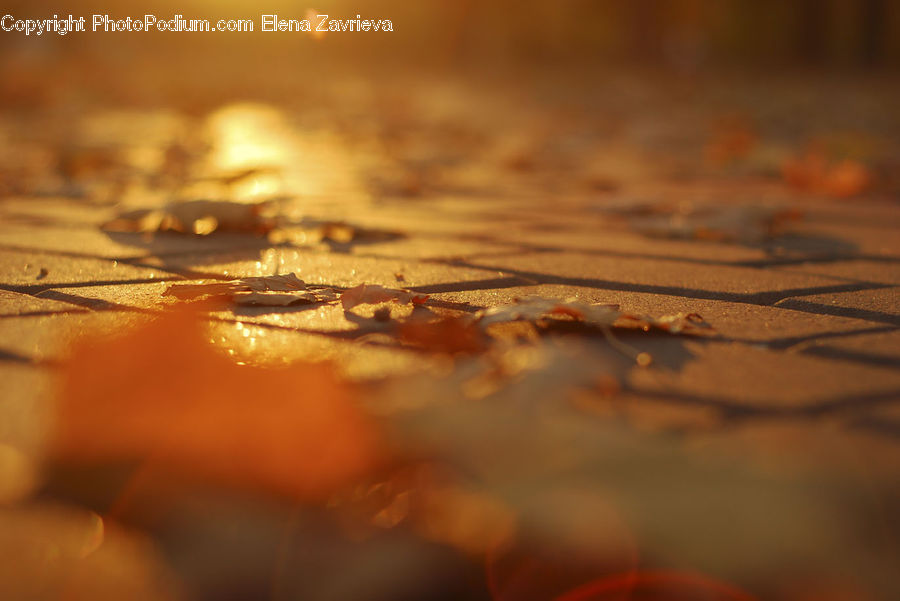 Maple, Maple Leaf, Plant, Dirt Road, Gravel, Road, Landscape