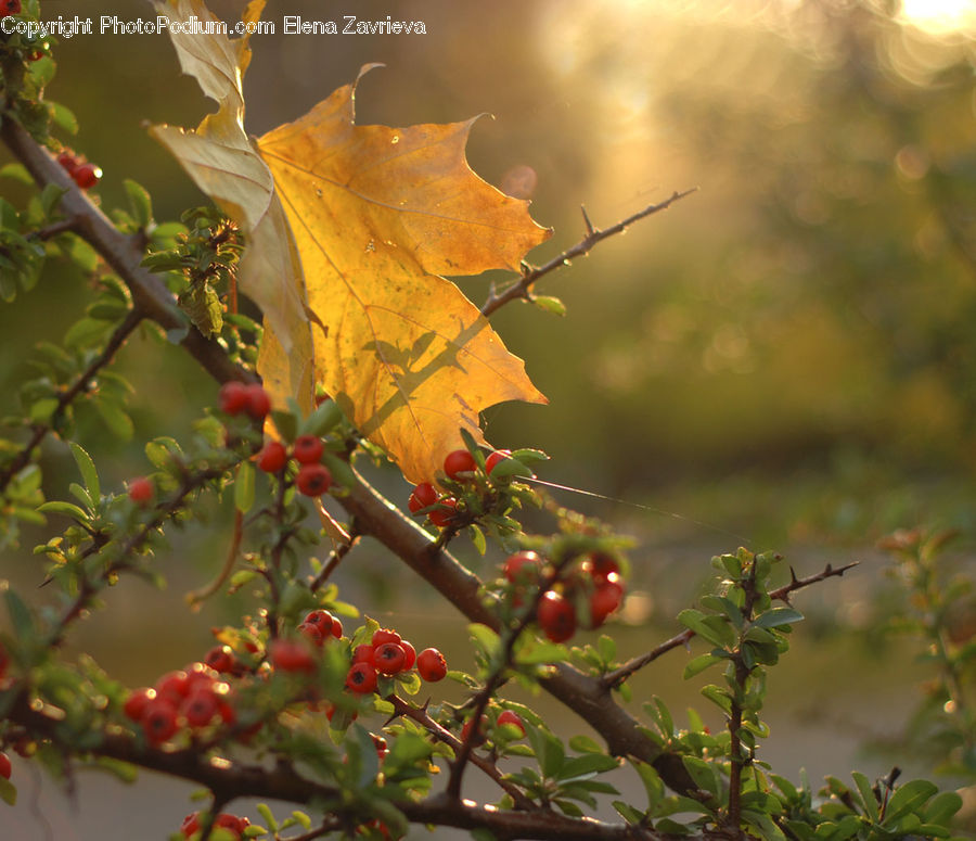 Maple, Maple Leaf, Plant, Fruit, Grapes, Leaf, Cherry
