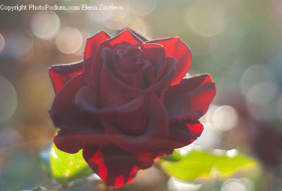 Blossom, Flower, Plant, Rose, Flower Arrangement, Flower Bouquet, Flora