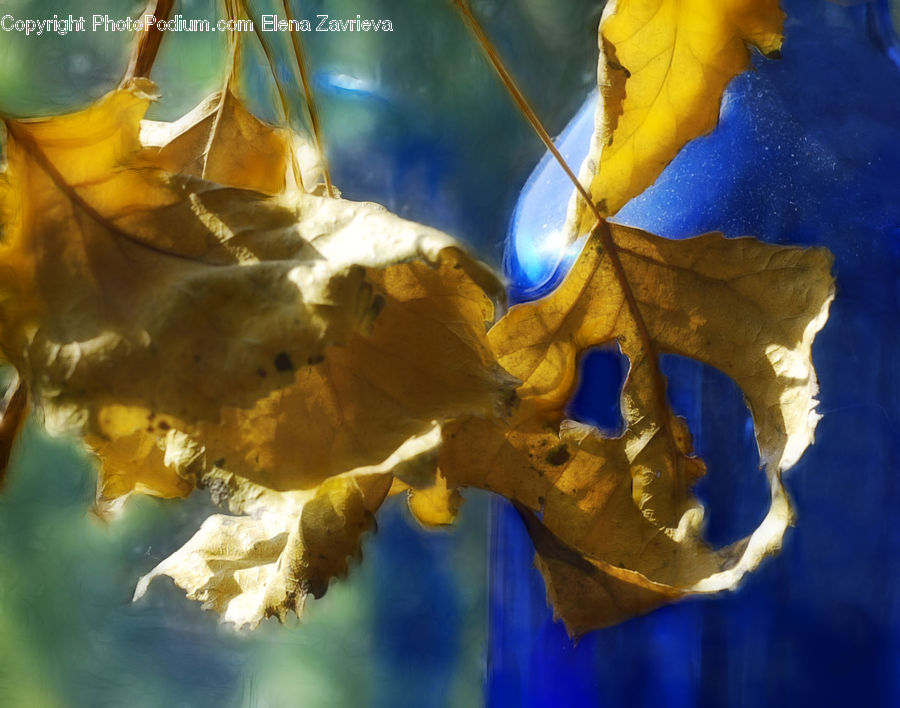 Maple, Maple Leaf, Plant, Blossom, Daffodil, Flora, Flower
