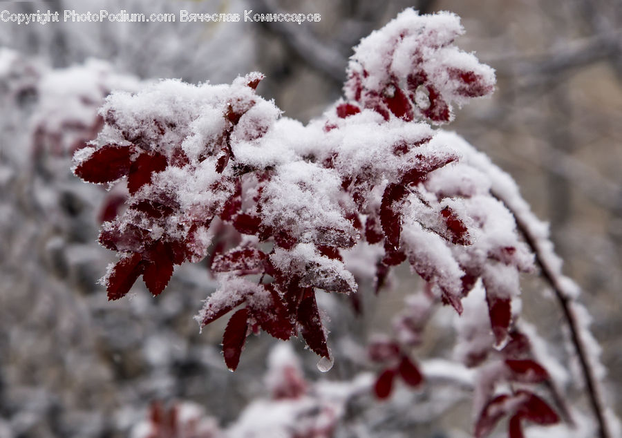 Frost, Ice, Outdoors, Snow, Blossom, Flora, Flower