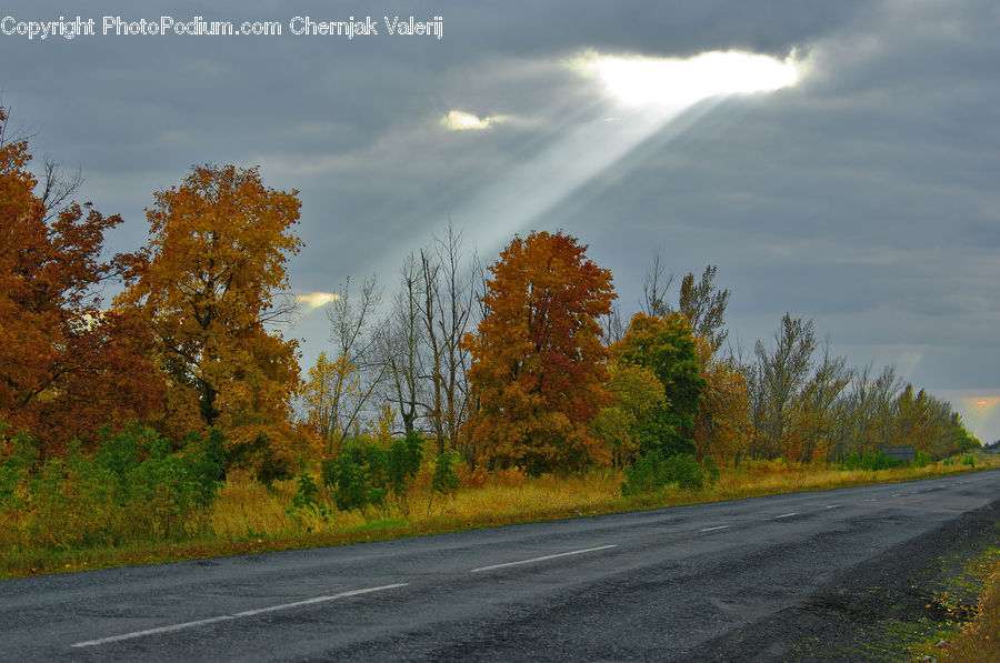 Dirt Road, Gravel, Road, Conifer, Larch, Tree, Wood