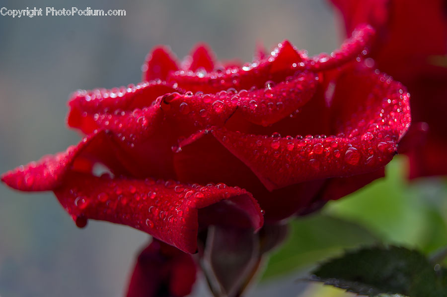 Blossom, Flora, Flower, Plant, Tulip, Petal, Carnation