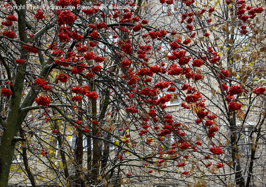 Plant, Tree, Bush, Vegetation, Blossom, Flora, Flower