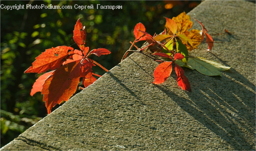 Veins, Maple, Maple Leaf, Plant, Tree, Wood, Ivy