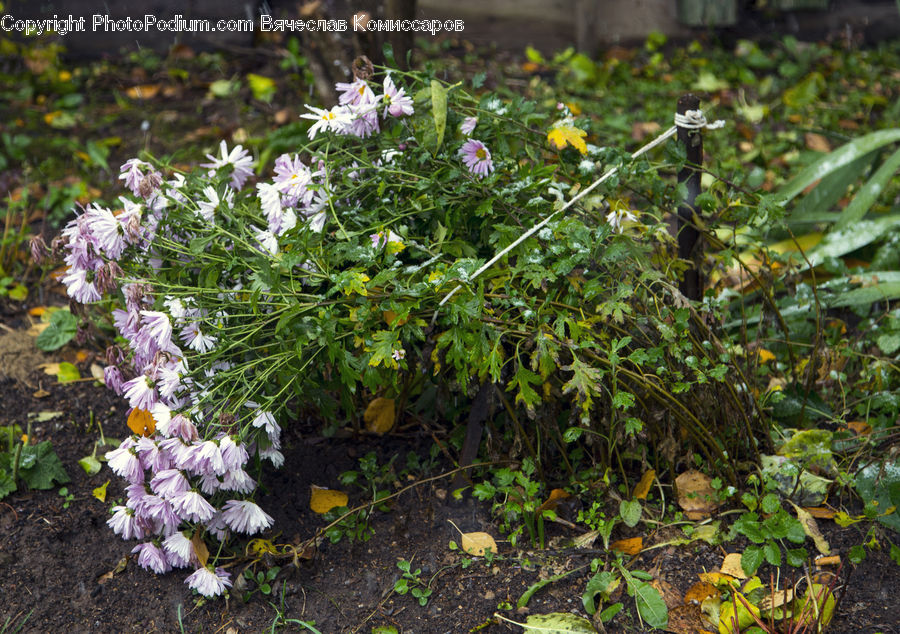 Ivy, Plant, Vine, Blossom, Flora, Flower, Pansy