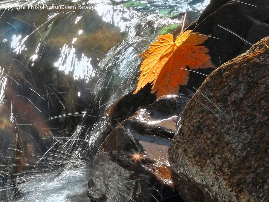 Spice, Soil, Flare, Light, Sunlight, Rock, Maple