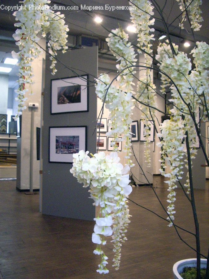 Blossom, Flora, Flower, Plant, Vine, Indoors, Interior Design