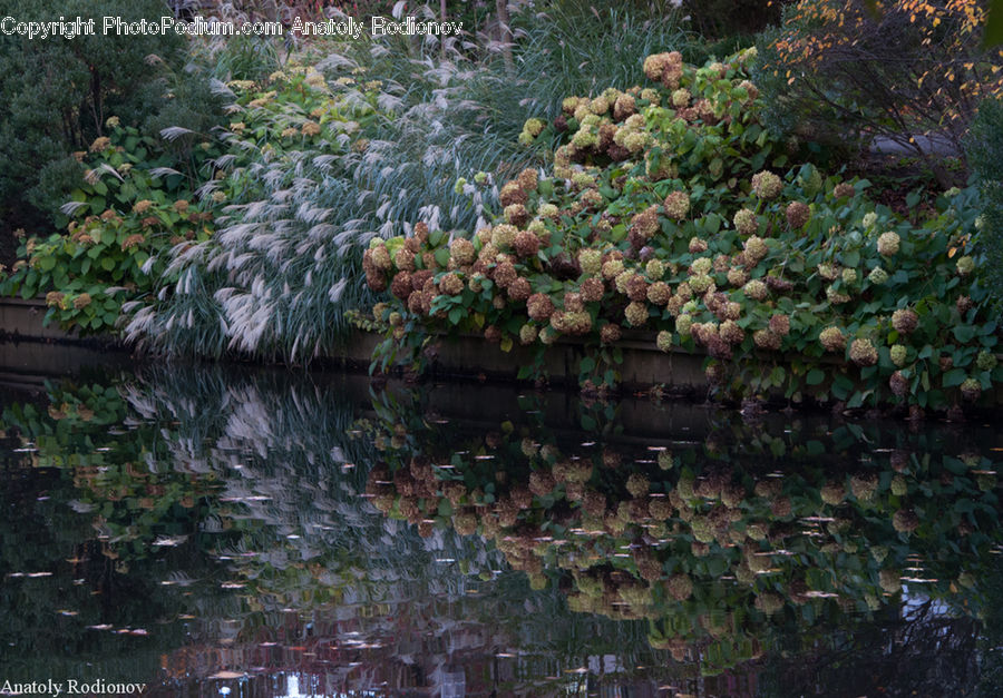Ivy, Plant, Vine, Outdoors, Pond, Water, Forest