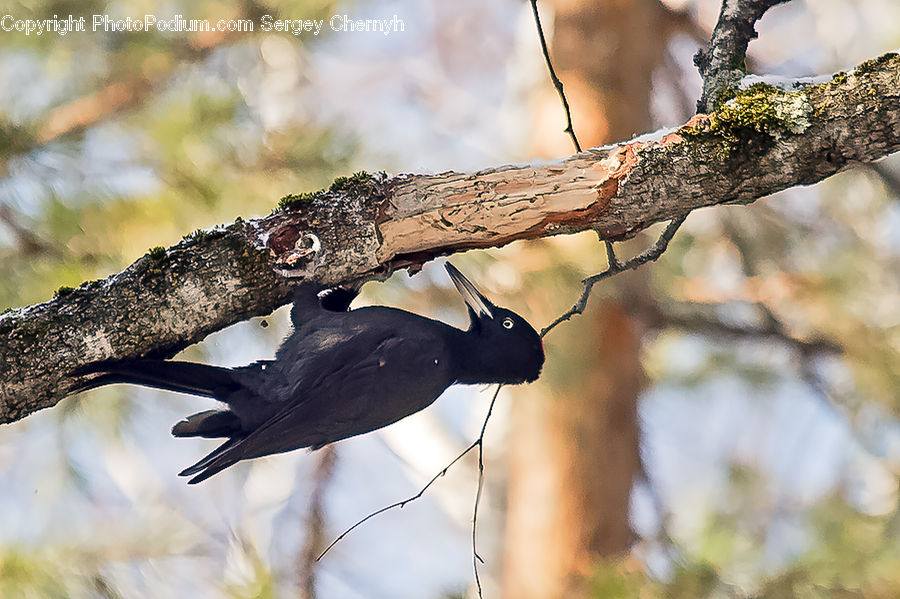 Bird, Blackbird, Crow, Buzzard, Harrier, Hawk, Vulture