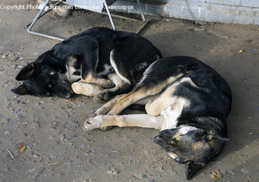 Animal, Mammal, Pig, Beagle, Canine, Dog, Hound