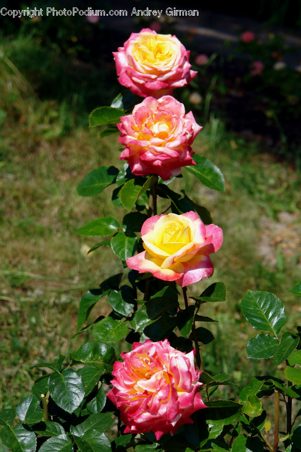 Blossom, Flower, Plant, Rose, Vine, Flower Arrangement, Flower Bouquet