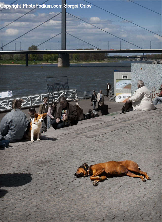 People, Person, Human, Animal, Canine, Dog, Mammal