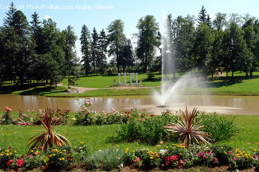 Fountain, Water, Garden, Backyard, Yard, Blossom, Flower