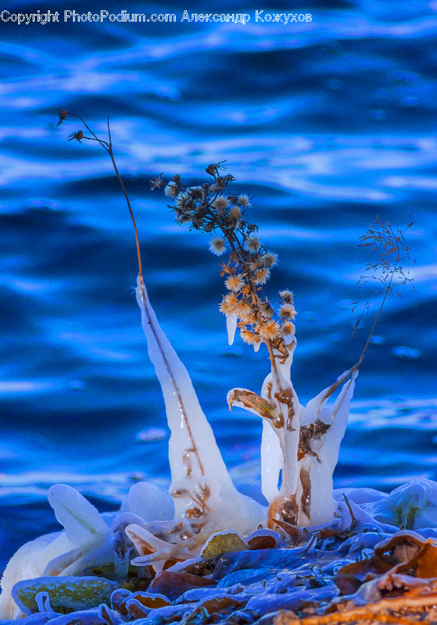 Flora, Pollen, Blossom, Flower, Plant, Crab, Invertebrate