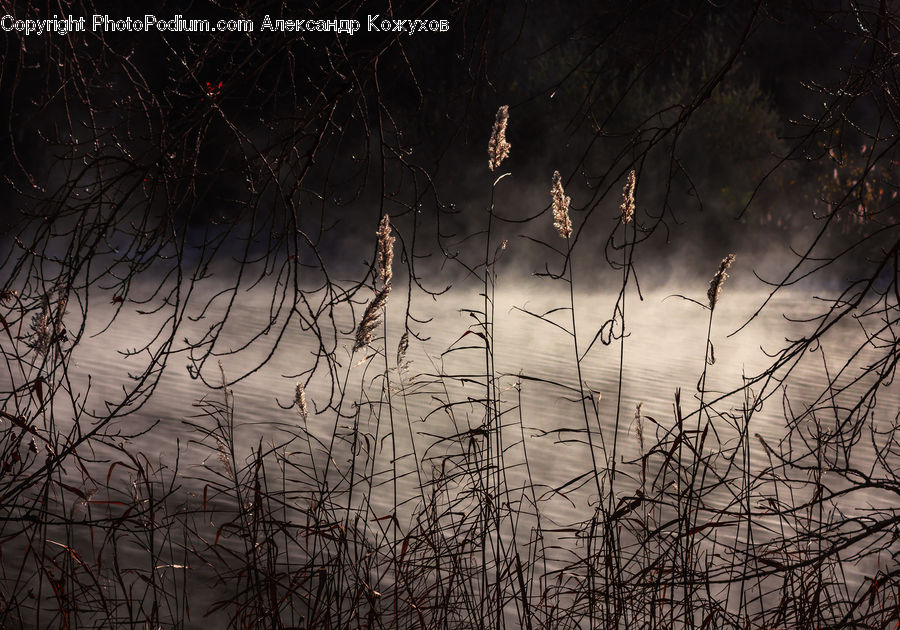 Field, Grass, Grassland, Plant, Reed, Forest, Vegetation