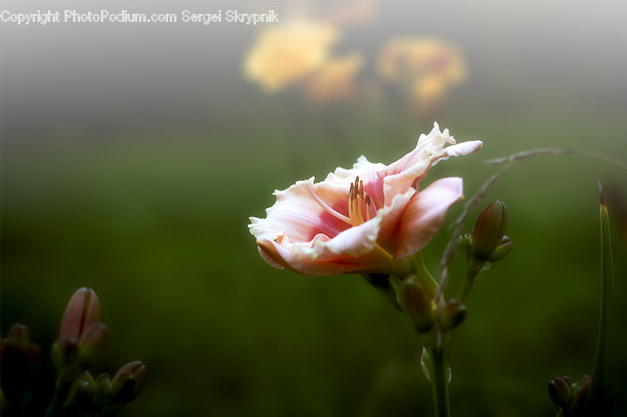 Bud, Plant, Blossom, Flora, Flower, Carnation, Geranium