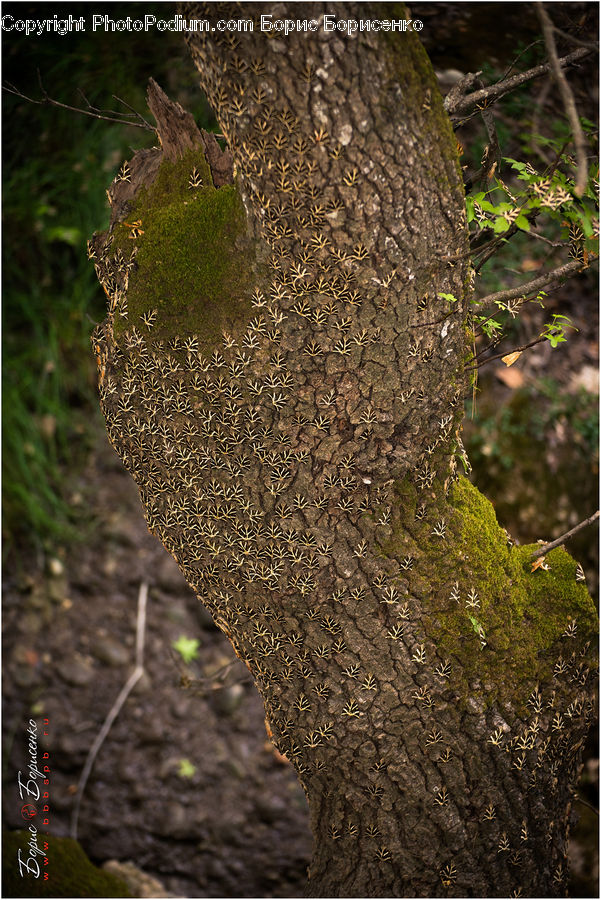 Ivy, Plant, Vine, Oak, Tree, Wood, Tree Trunk