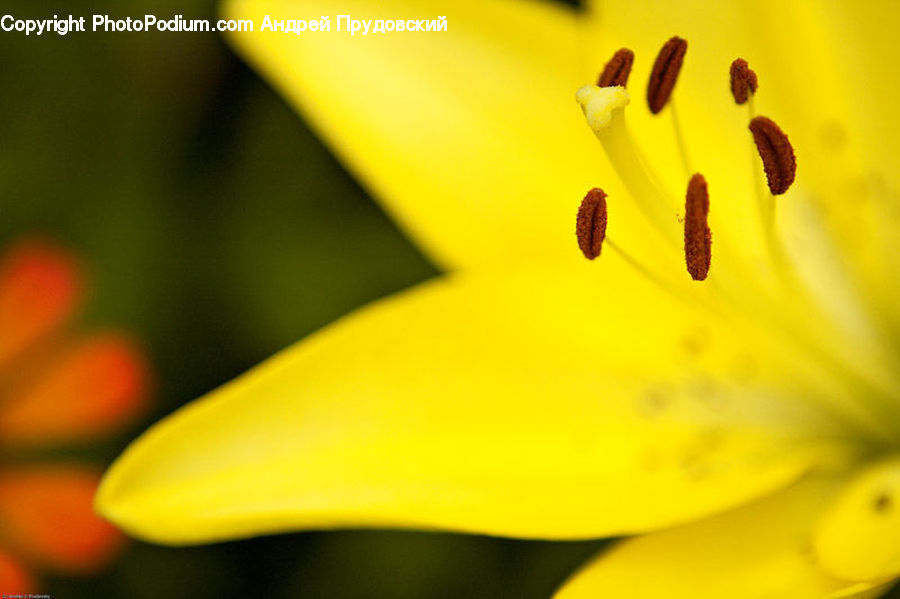 Anther, Flower, Petal, Plant, Flora, Pollen, Lily