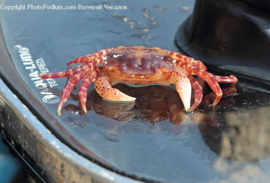 Crab, Invertebrate, Sea Life, Seafood, Water, Sport, Swimming