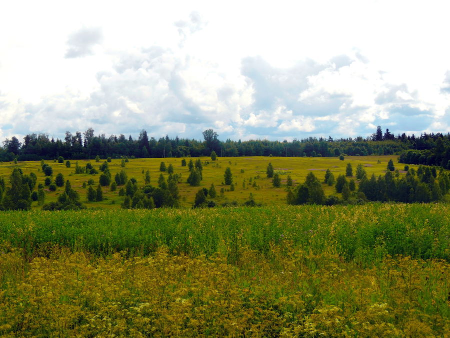Field, Grass, Grassland, Land, Outdoors, Conifer, Fir