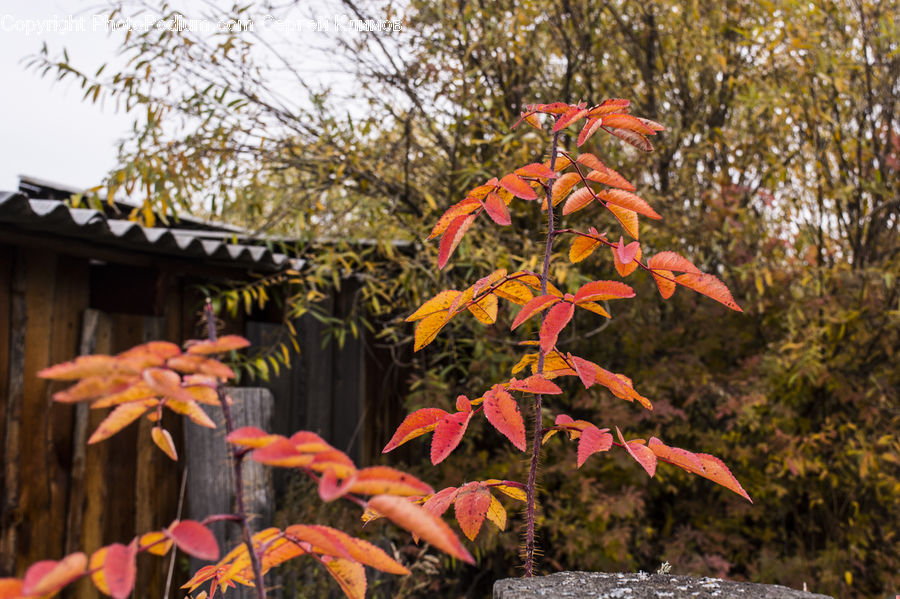 Plant, Potted Plant, Blossom, Flora, Flower, Maple, Tree