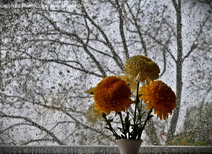 Plant, Potted Plant, Flower Arrangement, Ikebana, Vase, Blossom, Flora