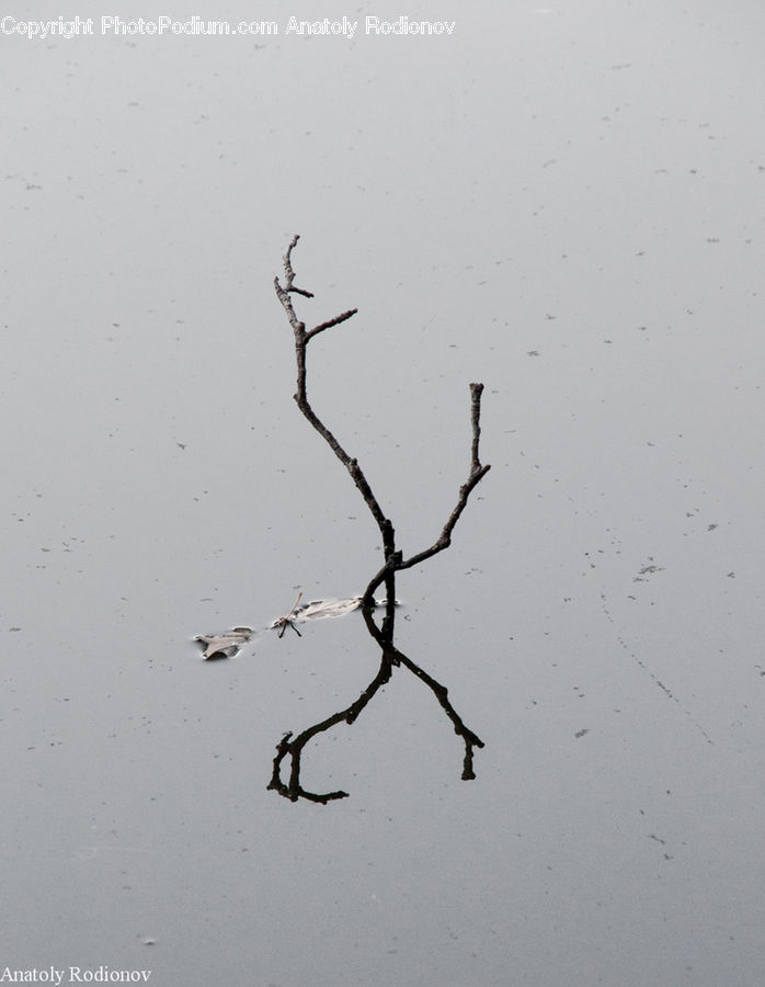 Silhouette, Bird, Blackbird, Crow