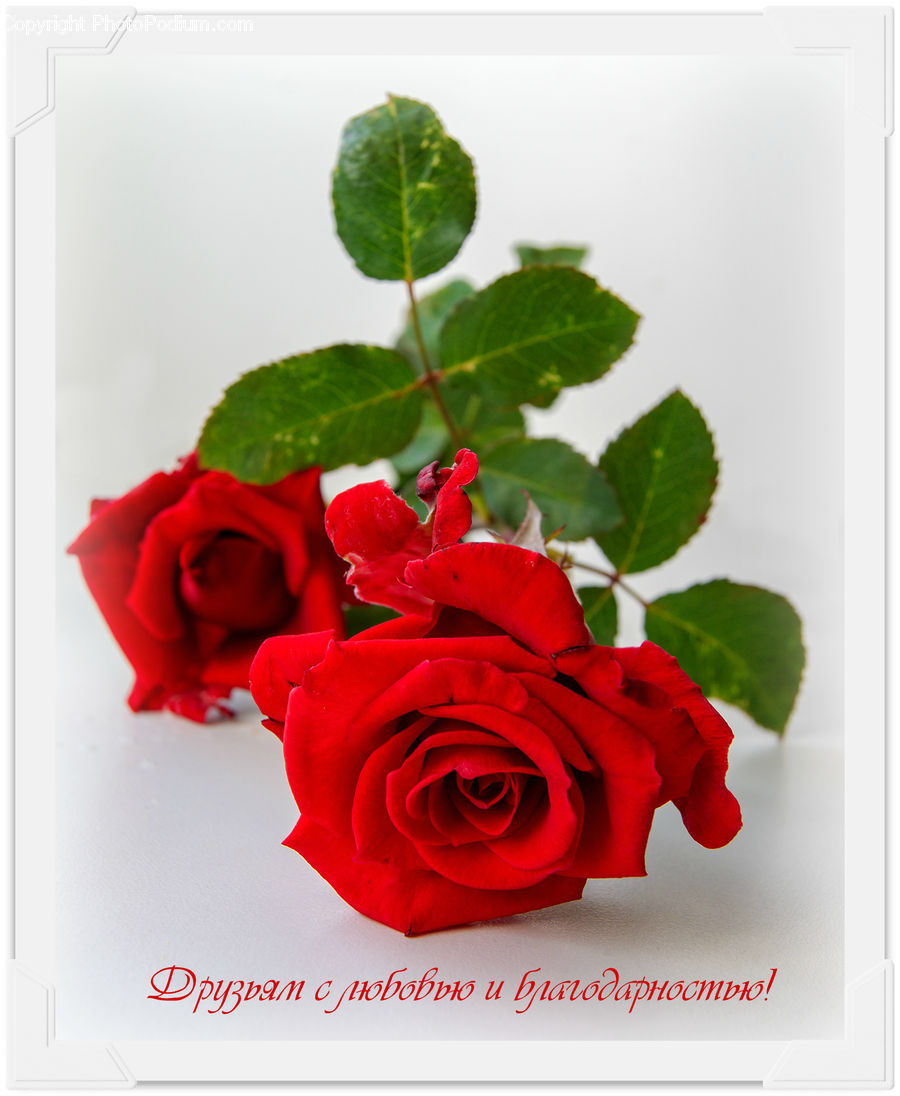 Blossom, Flower, Plant, Rose, Ivy, Vine, Herbs