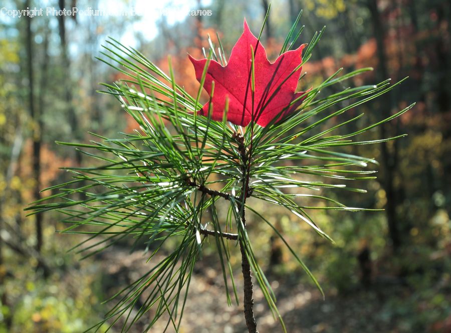 Conifer, Fir, Plant, Tree, Blossom, Flora, Flower