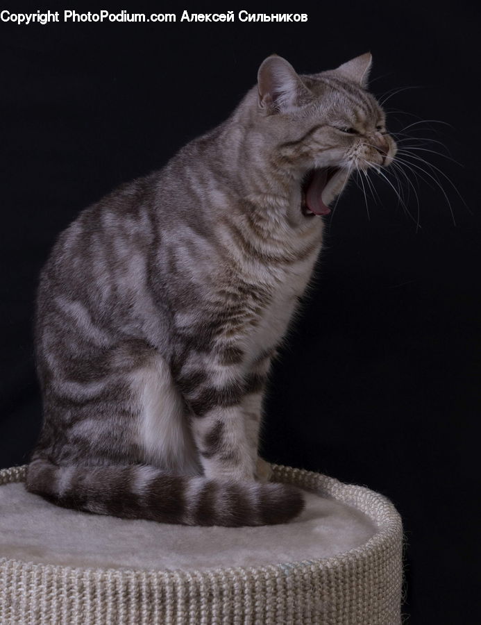 Animal, Cat, Mammal, Pet, Abyssinian, Manx