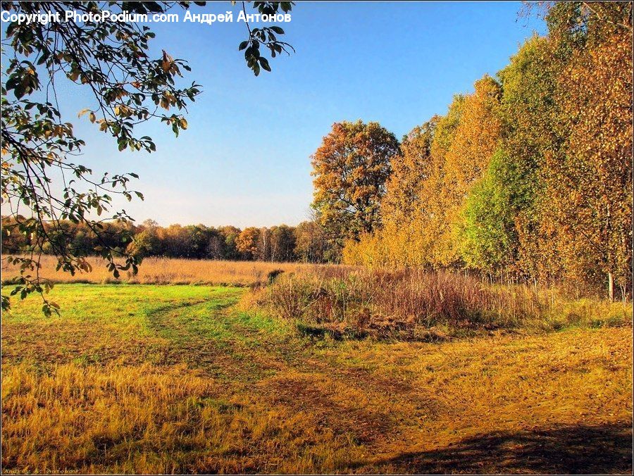 Field, Grass, Grassland, Land, Outdoors, Dirt Road, Gravel