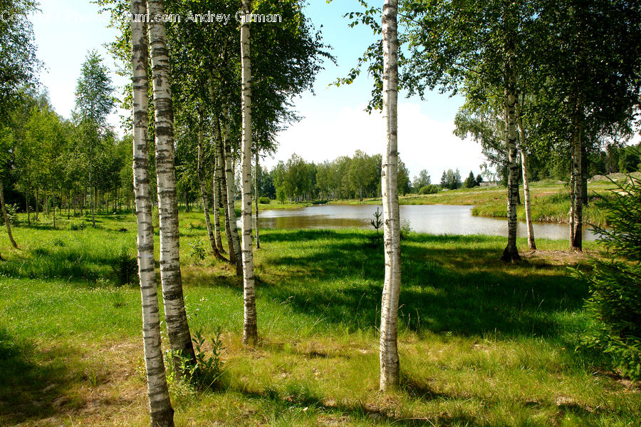 Birch, Tree, Wood, Forest, Vegetation, Fir, Grove