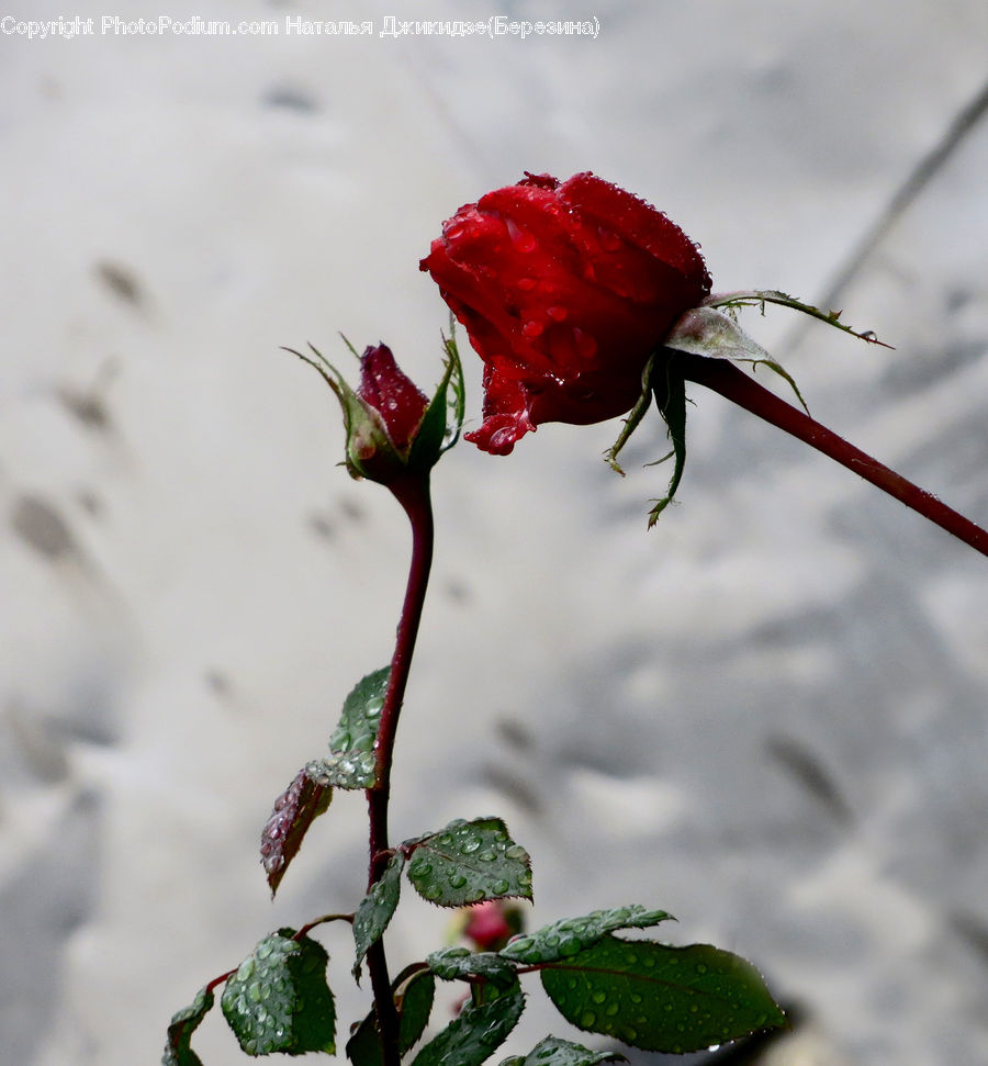 Blossom, Flower, Plant, Rose, Carnation, Flora, Geranium