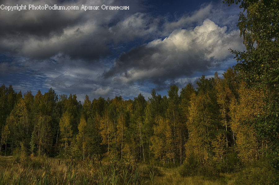 Conifer, Fir, Plant, Tree, Oak, Wood, Cloud