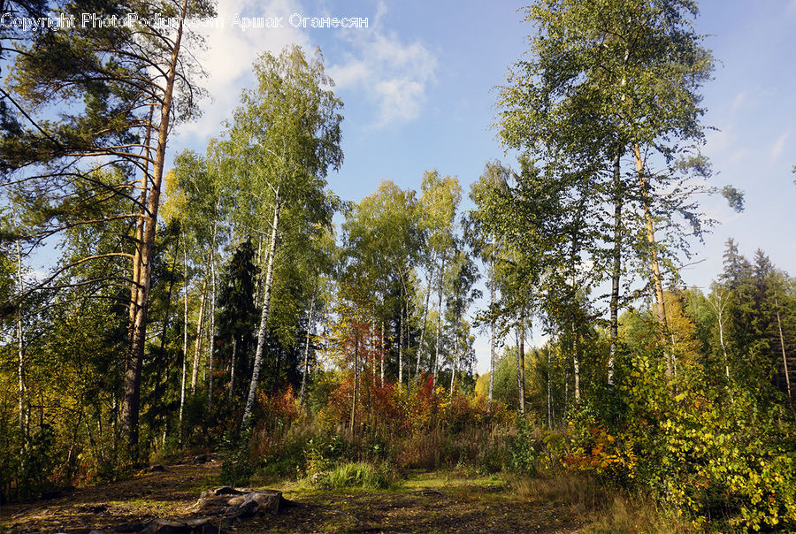 Forest, Vegetation, Dirt Road, Gravel, Road, Conifer, Fir