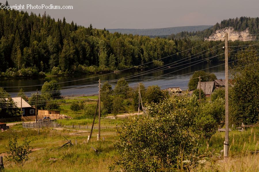 Conifer, Fir, Plant, Tree, Countryside, Field, Rural