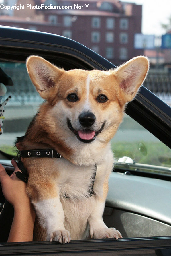 Animal, Pet, Automobile, Car, Vehicle, Canine, Dog