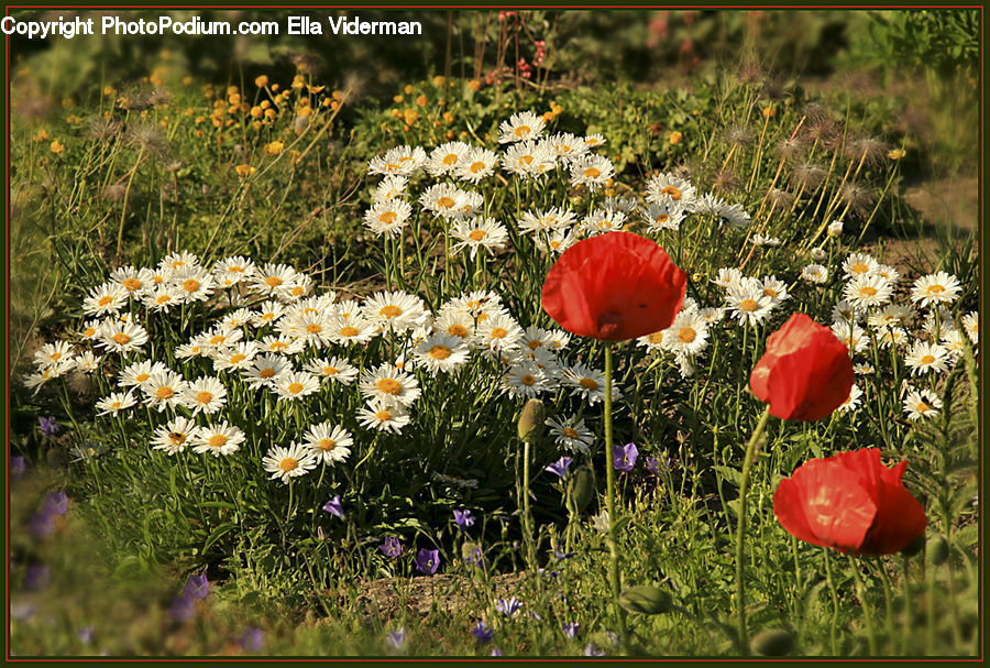 Blossom, Flora, Flower, Plant, Poppy, Asteraceae, Daisies