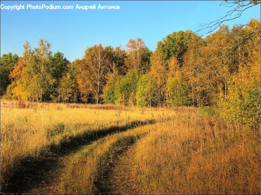 Countryside, Outdoors, Forest, Vegetation, Dirt Road, Gravel, Road