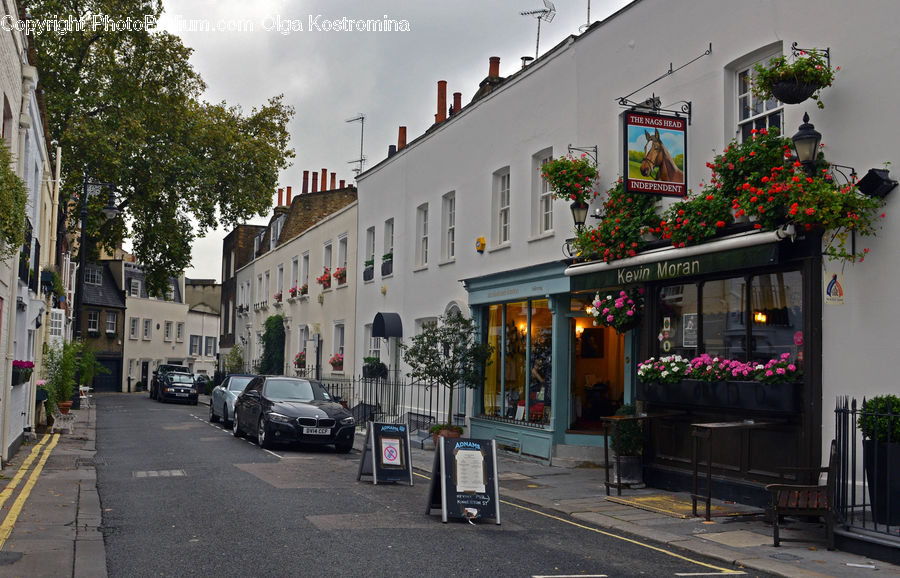 Plant, Potted Plant, Bench, Alley, Alleyway, Road, Street