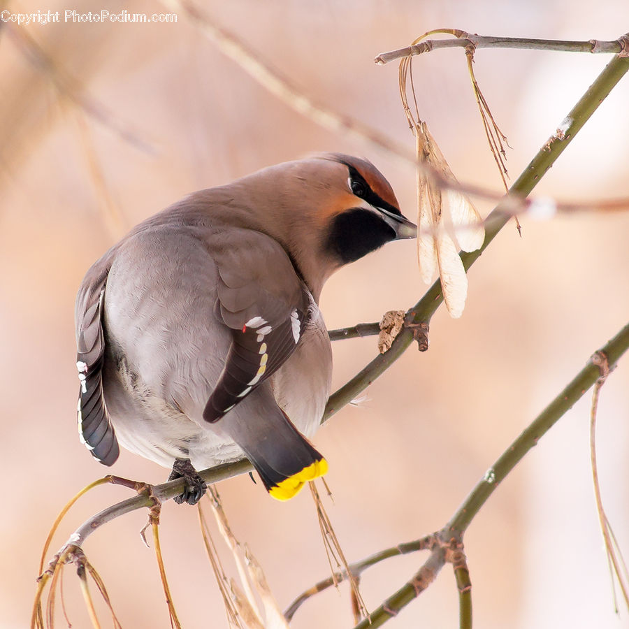 Bird, Blackbird, Blue Jay, Bluebird, Jay, Swallow, Beak