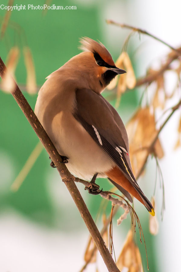 Beak, Bird, Bee Eater