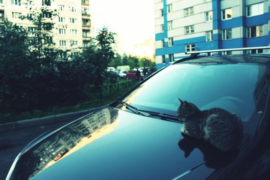 Automobile, Car, Vehicle, Pool, Water, Canal, Outdoors
