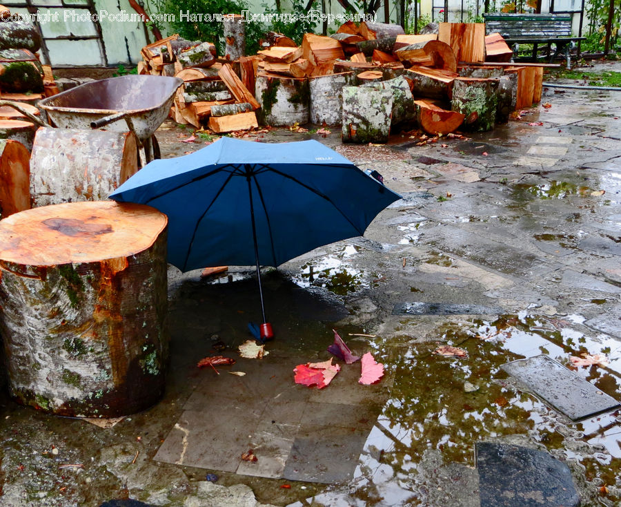 Maple, Maple Leaf, Plant, Boat, Dinghy, Backyard, Yard